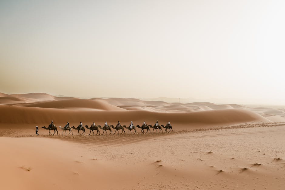 A picturesque camel caravan journey through Merzouga dunes in the Sahara Desert, Morocco.